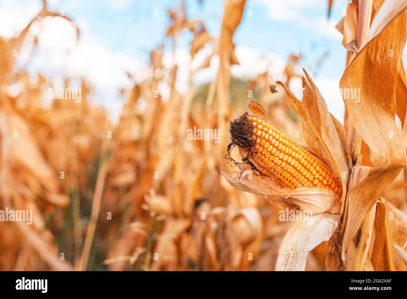 Close up of dent corn ear in maize crops field, selective focus Stock Photo