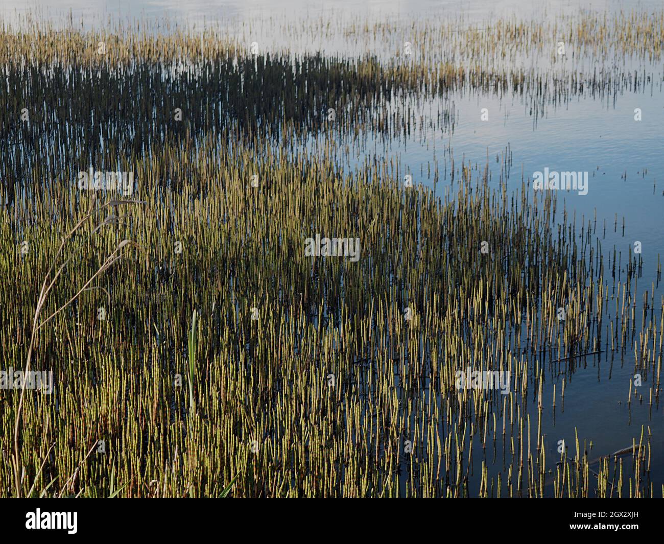 Grass Growing In Lake Stock Photo Alamy