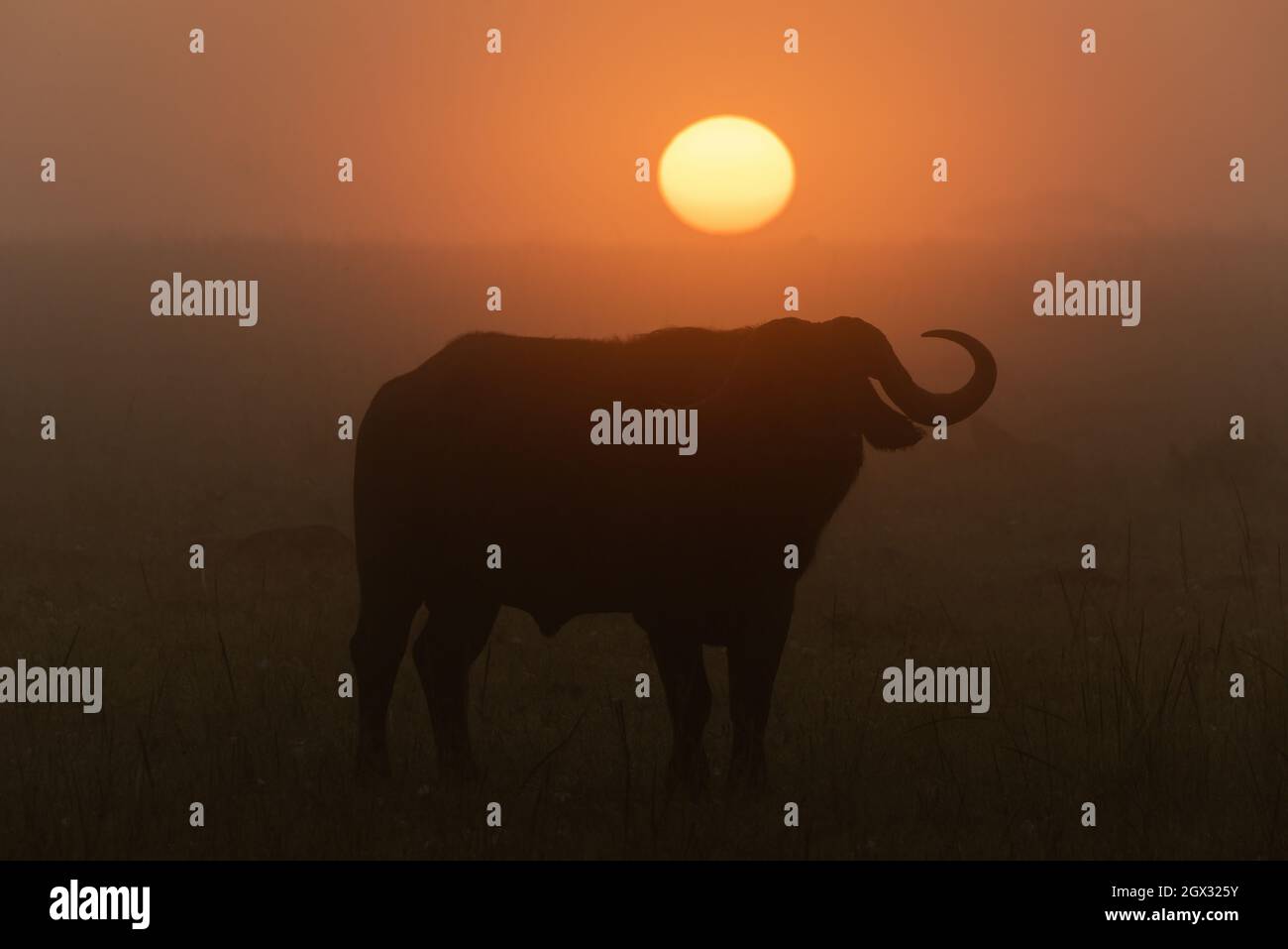 Cape Buffalo Silhouetted Before Misty Rising Sun Stock Photo