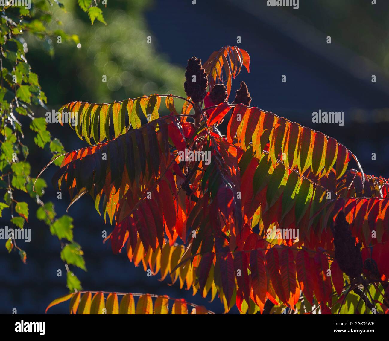 Wimbledon, London, UK. 4 October 2021. Morning sunlight lights up vivid autumn foliage on a Rhus tree after heavy rainfall. Credit: Malcolm Park/Alamy Live News Stock Photo