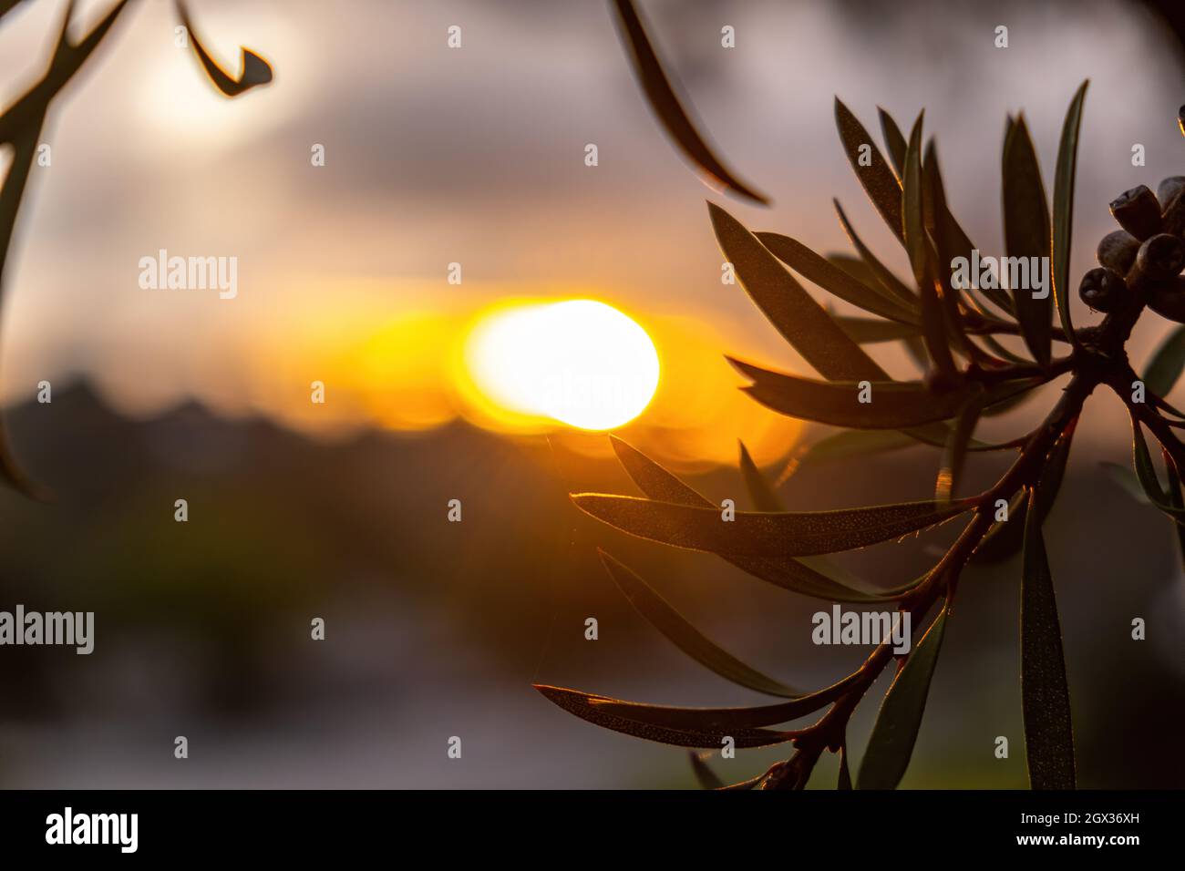 Blurred Sun Through Eucalyptus Tree Branches At Sunset With Copy Space Stock Photo