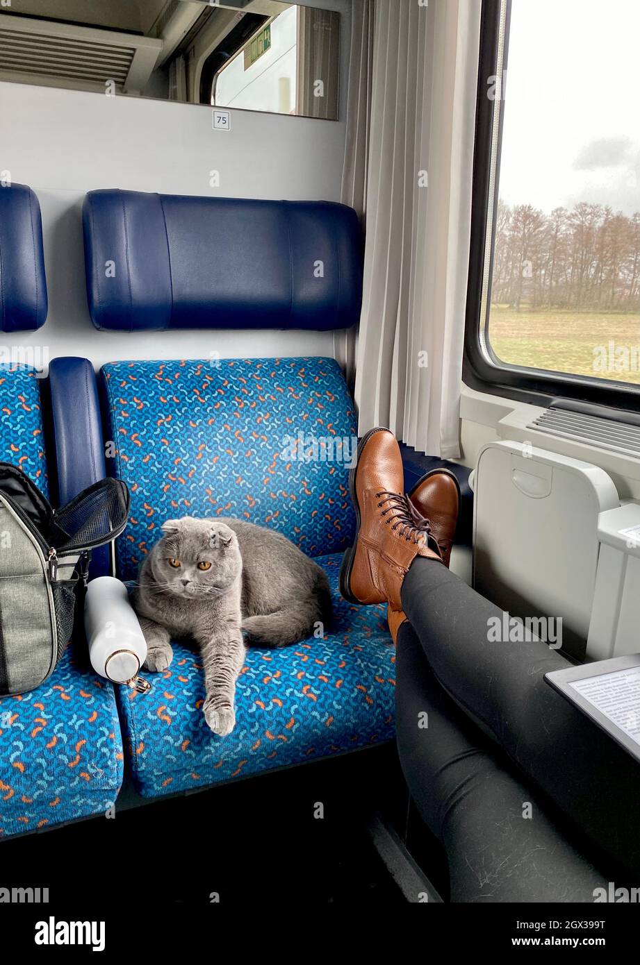 High Angle View Of Cat Sitting In Train Stock Photo - Alamy