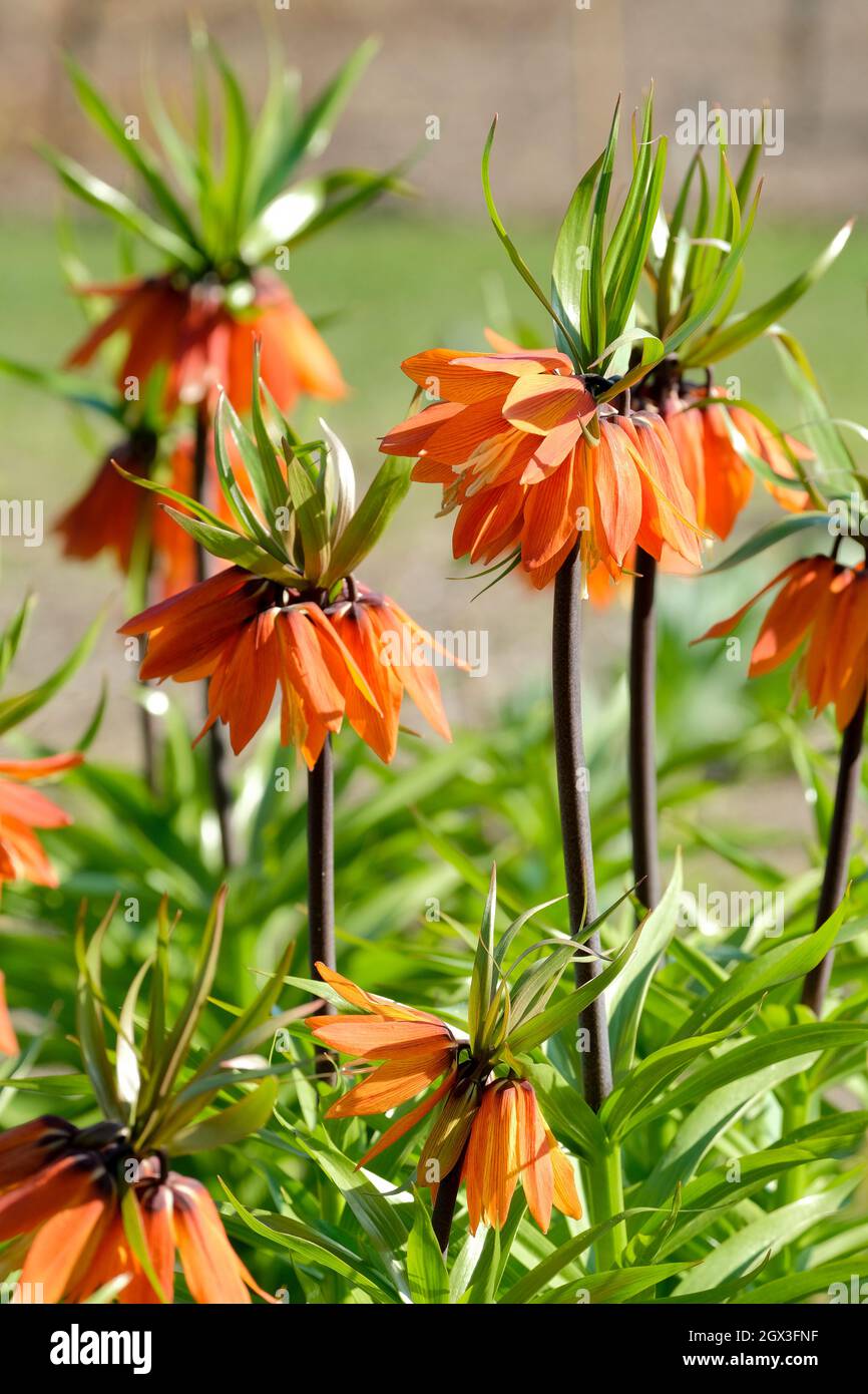Fritillaria imperialis 'Orange Beauty', Crown imperial 'Orange Beauty'. Bright orange bell-shaped flowers in early spring. Stock Photo
