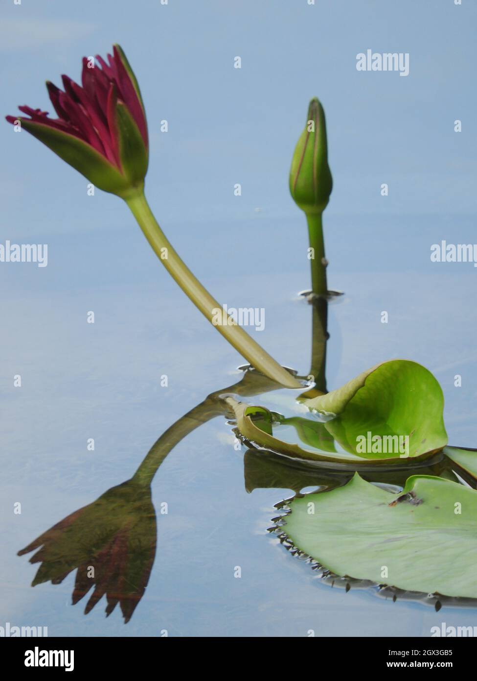 The Lotus Reflects Spiritual Awakening, Purity, Potential, Rebirth