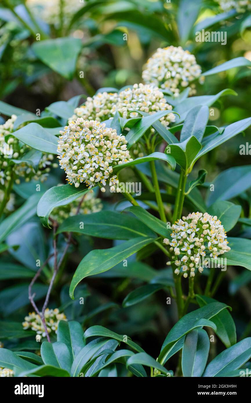 Skimmia japonica 'Fragrans' syn 'Fragrant Cloud' also known as Japanese Skimmia 'Fragrans'. Fragrant white flowers in early spring. Stock Photo