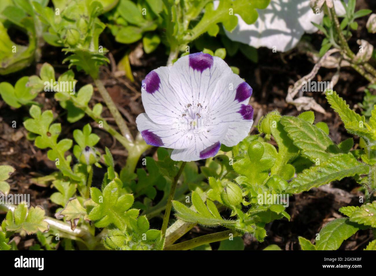 A groundcover, unpretentious flower of Nemophila maculata, white with purple dots, close-up on a sunny summer day. Stock Photo