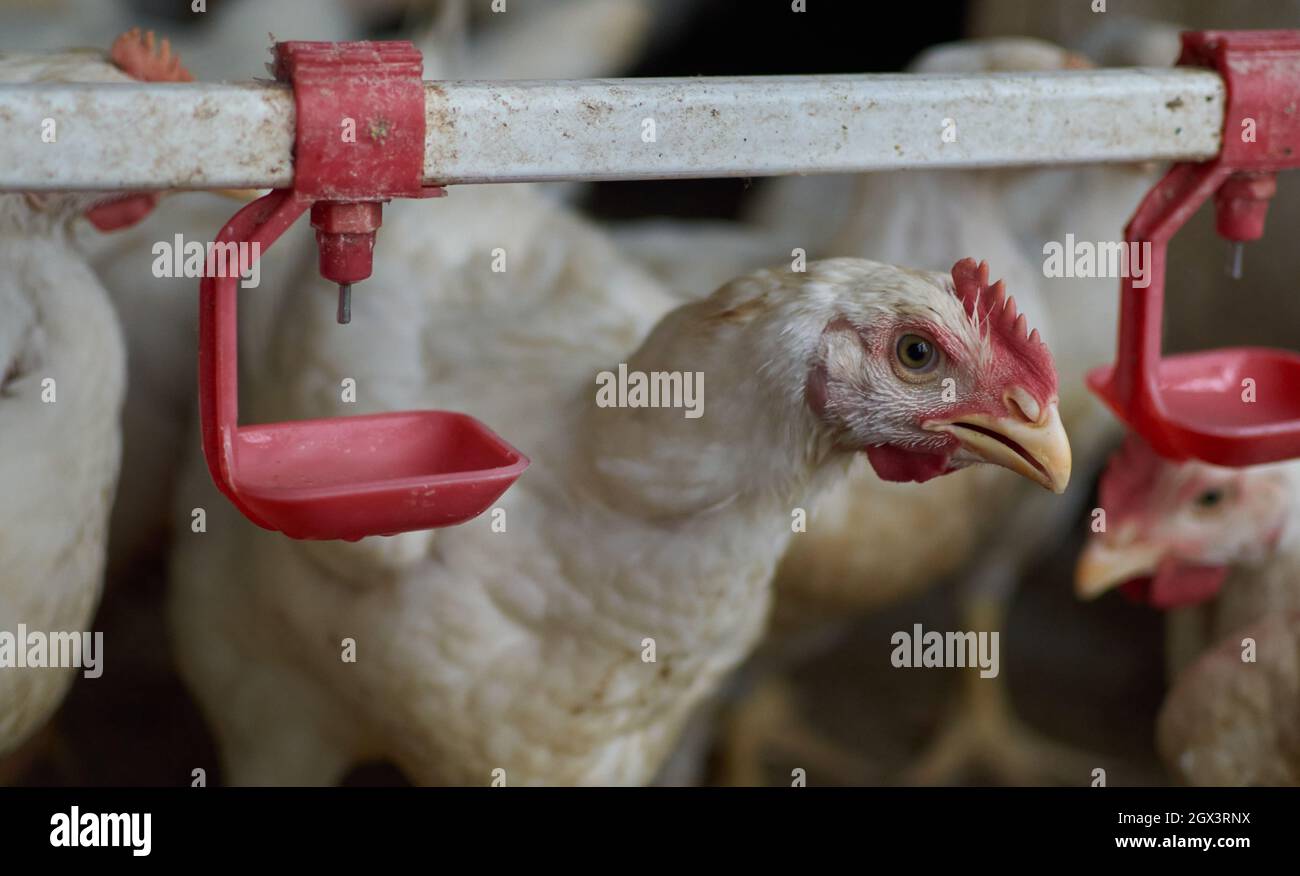 backyard Poultry looking suspicious Chickens drinking water by nipple drinker Stock Photo