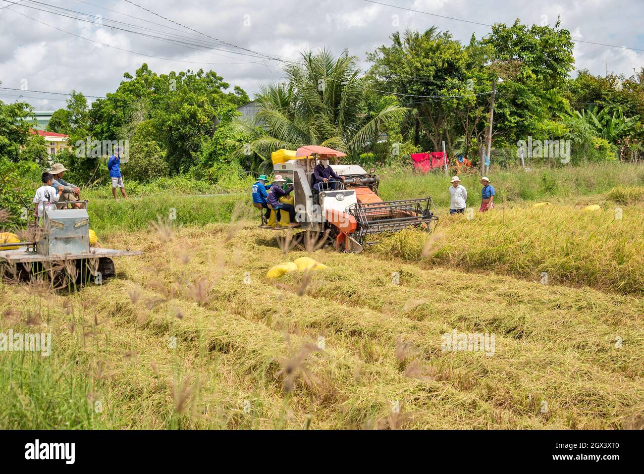 Winter-spring rice crop in full harvest Stock Photo - Alamy