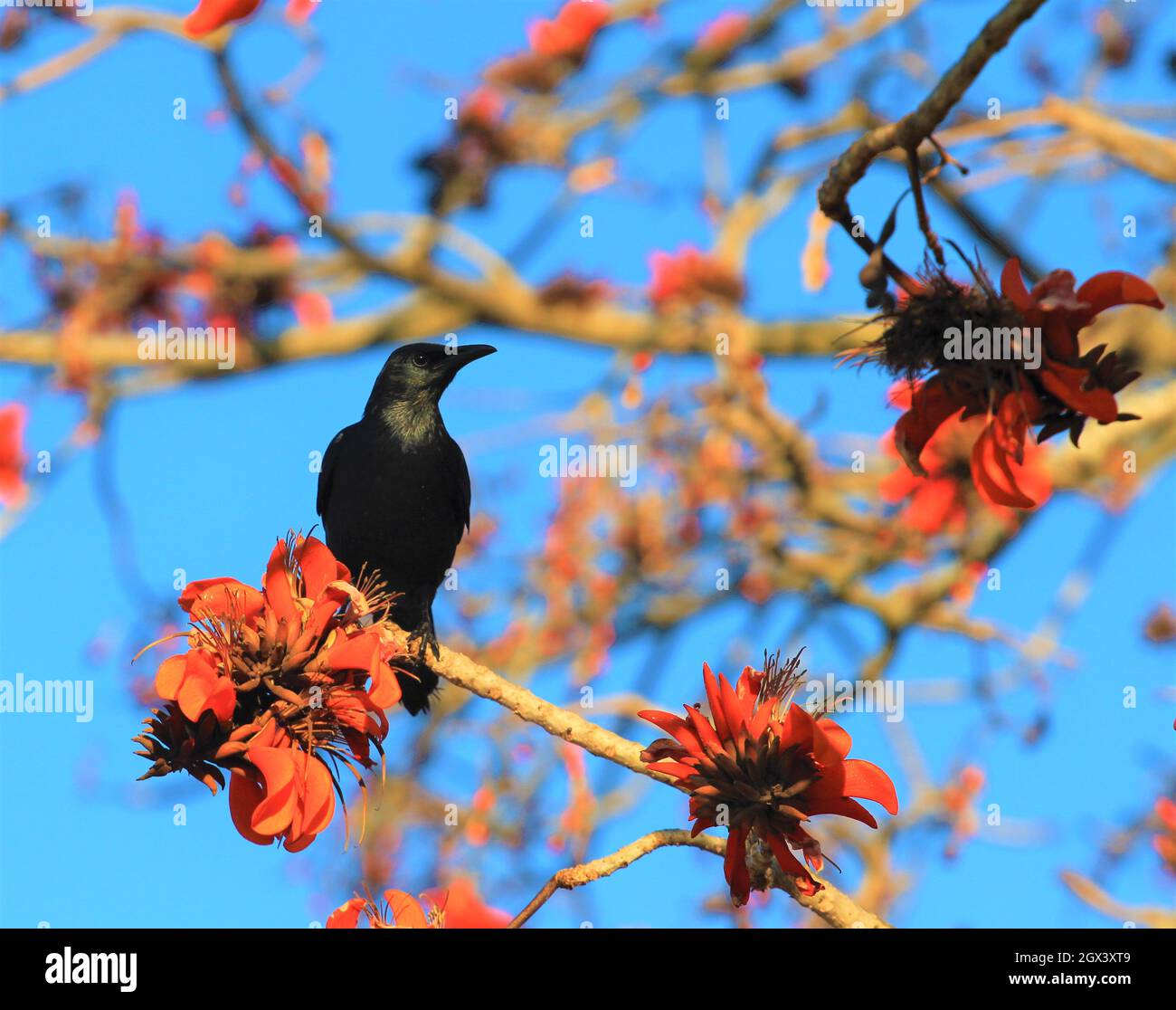Red-winged Starling, Onychognathus morio on a branch of a Coral Tree with beautiful red flowers Stock Photo