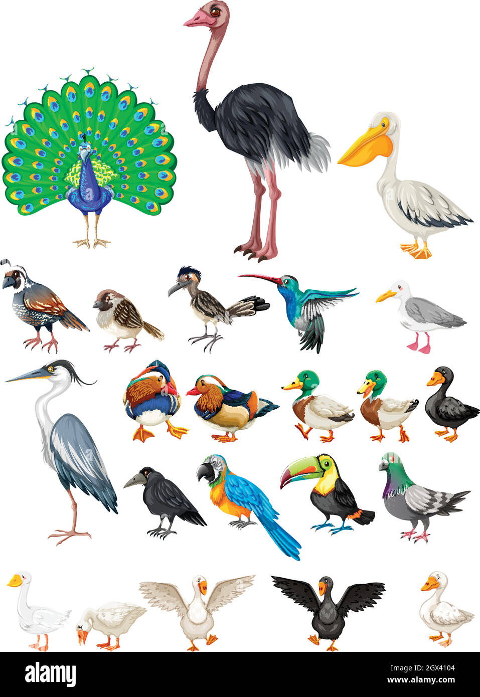 Different kind of wild birds Stock Vector Image & Art - Alamy