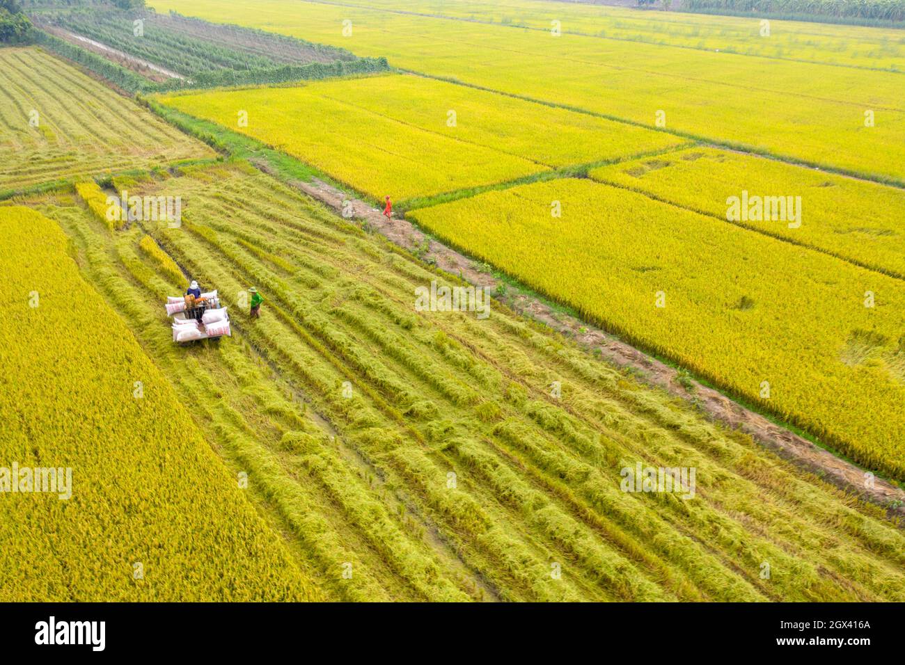 Winter-spring rice crop in full harvest Stock Photo