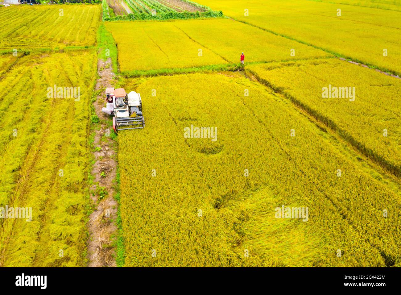 Winter-spring rice crop in full harvest Stock Photo