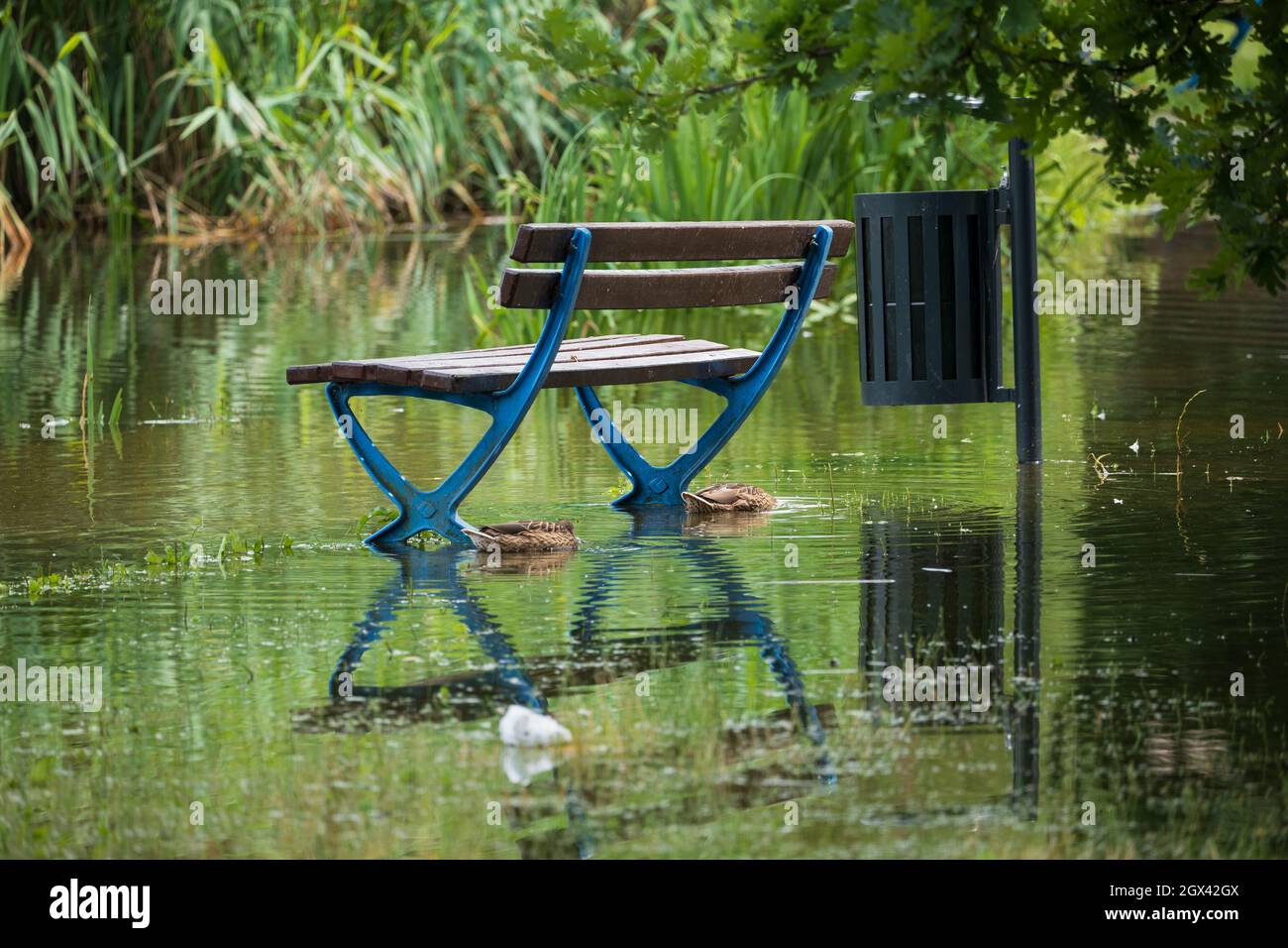 Flooded park bench and trashcan by the pond in spring with two ducks in flood water, natural disaster concept. Stock Photo