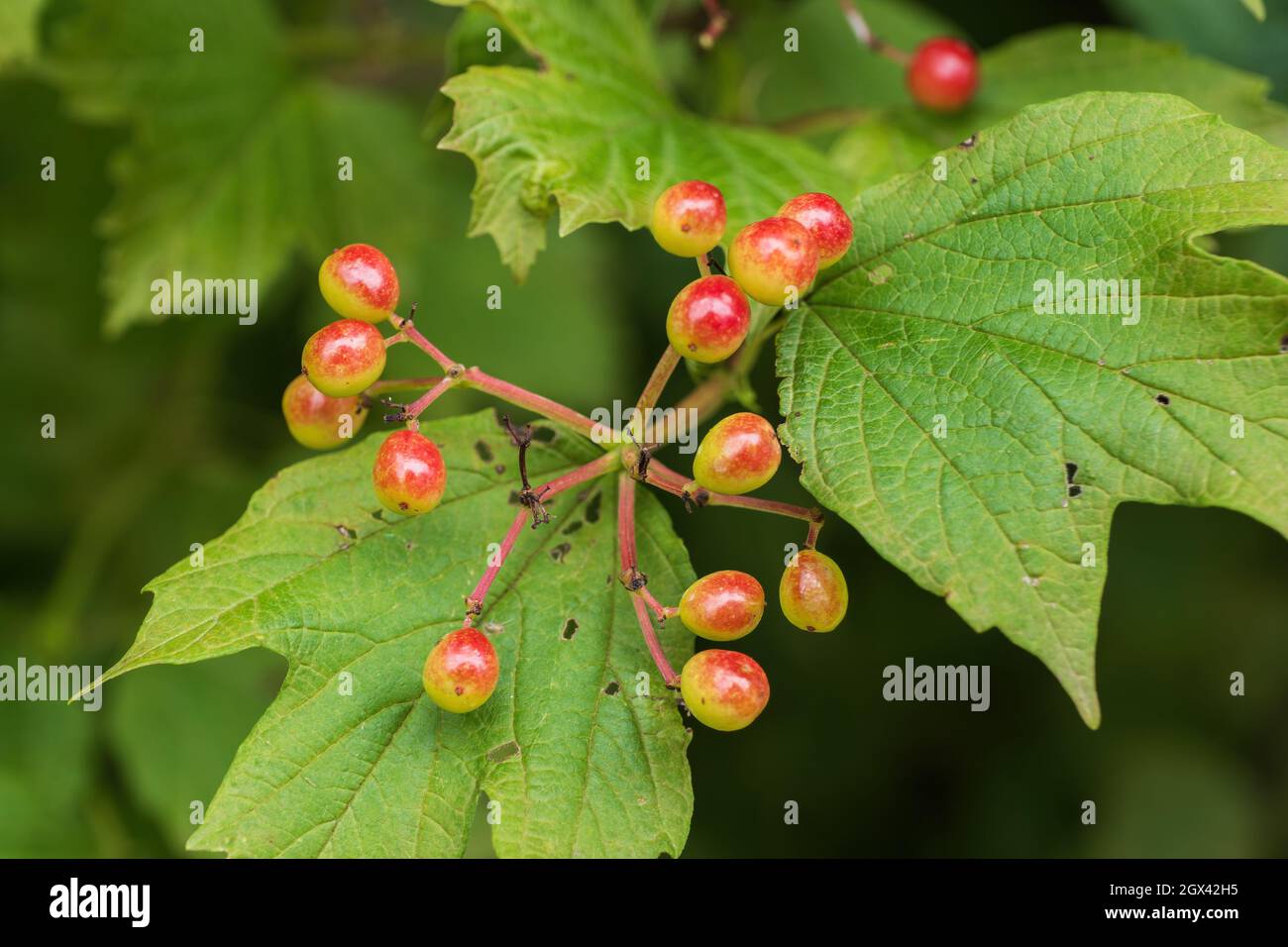 Gaultheria procumbens fruits, (eastern teaberry, the checkerberry, the boxberry), small, low-growing shrub in the family: Ericaceae. Stock Photo