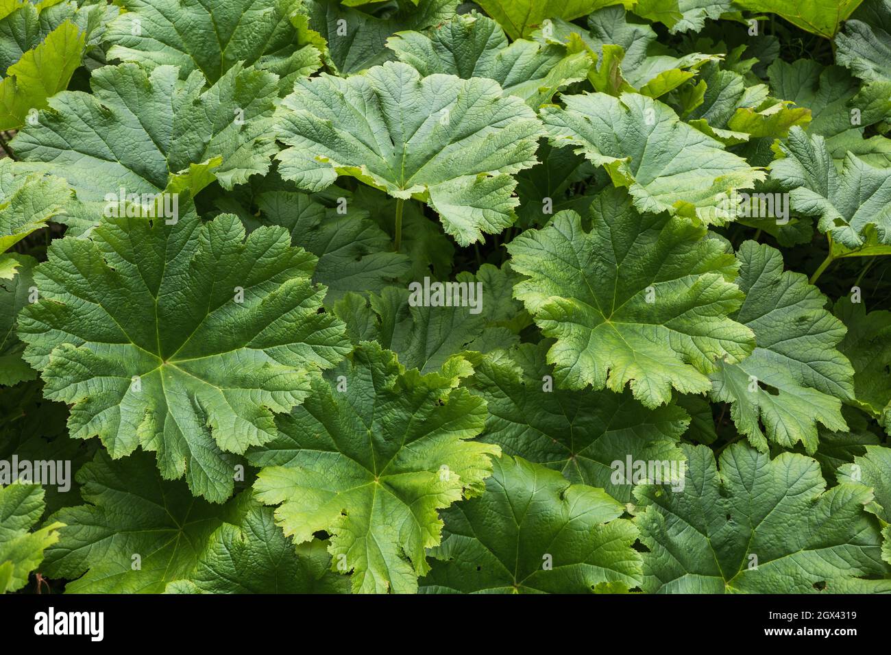 Darmera peltata Peltiphyllum peltatum broad green leaves, common names