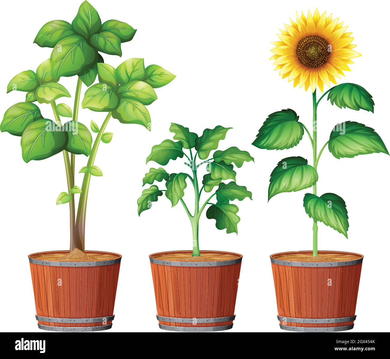 Sunflower Planting in the Pot Stock Vector