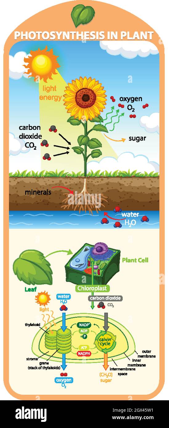 Diagram showing process of photosynthesis in plant illustration Stock