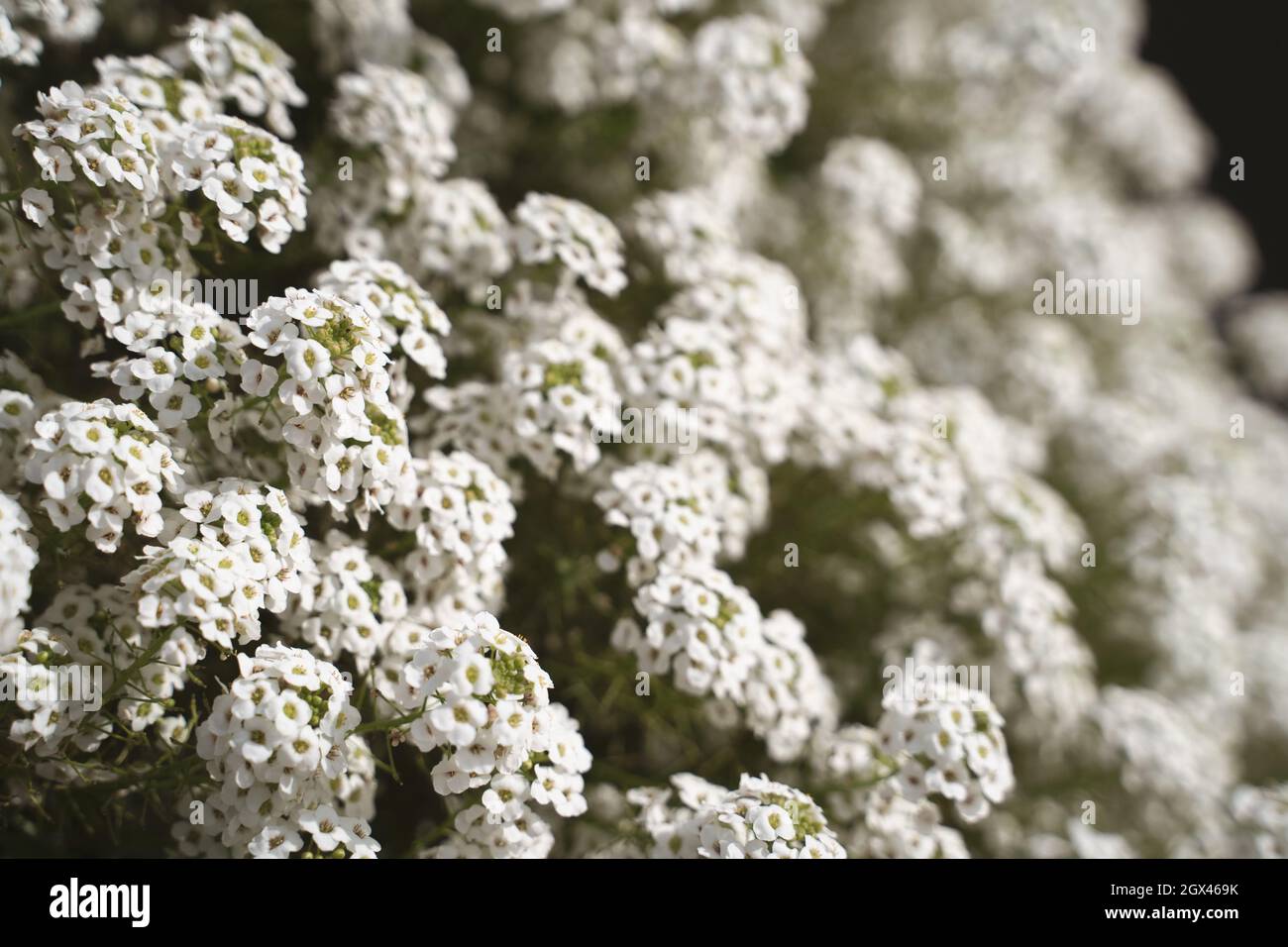 White closeup of Sweet alyssum blooming flowers background Stock Photo ...