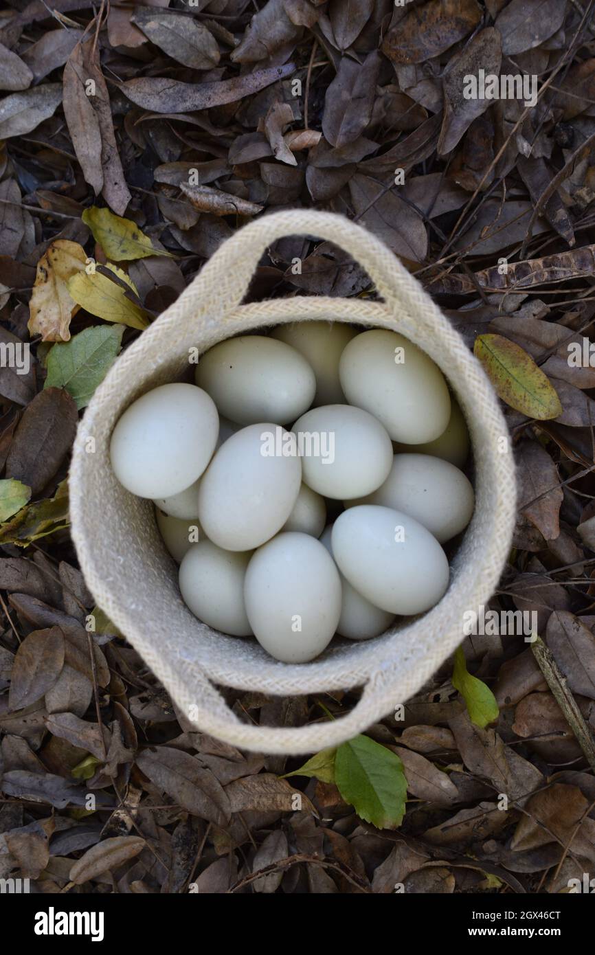 Basket of araucana eggs Stock Photo