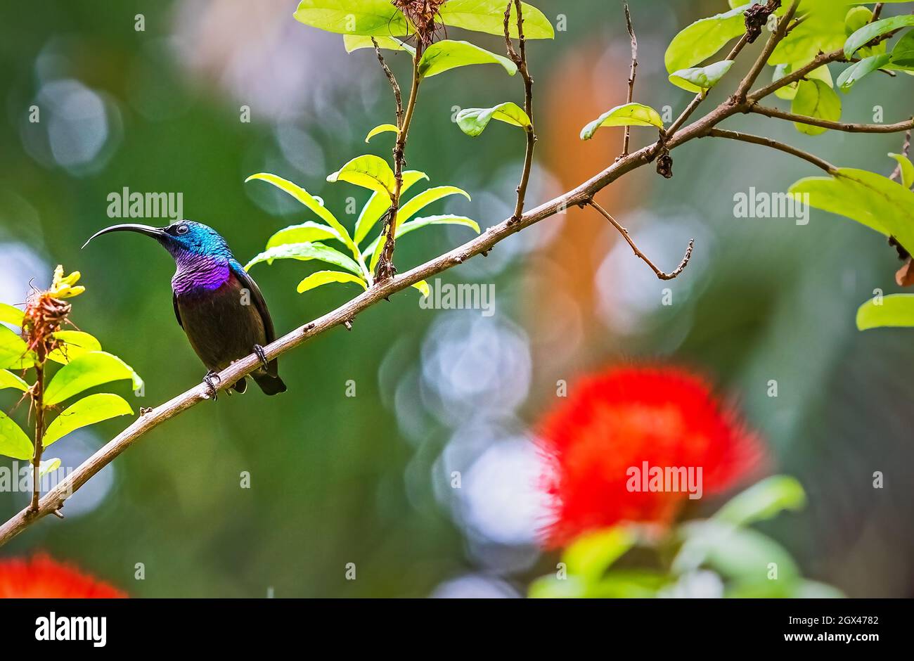 Red glossy shiny bird. Fiery-throated Hummingbird, Panterpe insignis ...