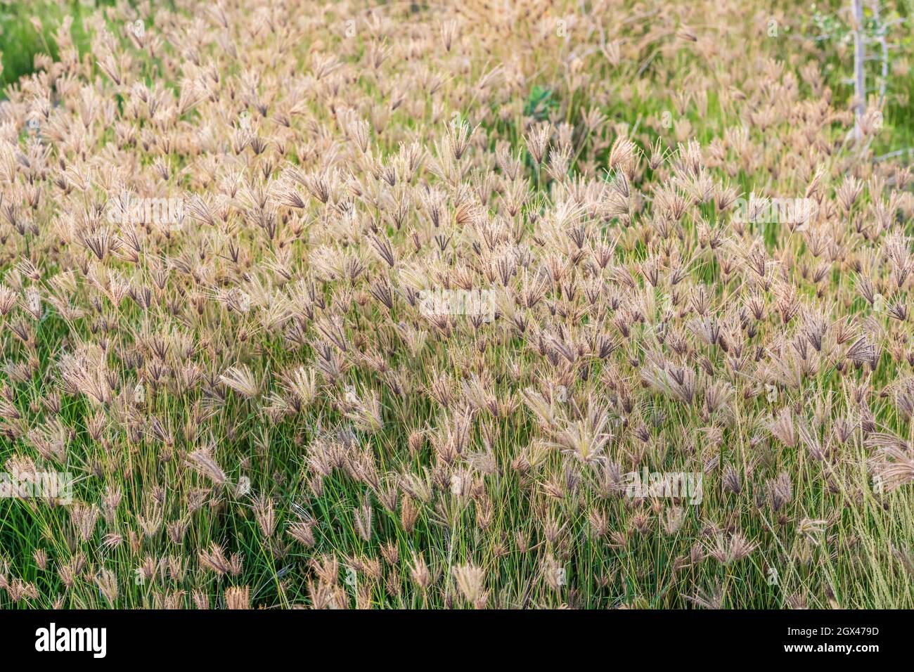 A green field of perennial ryegrass plants on a summer light day Stock Photo
