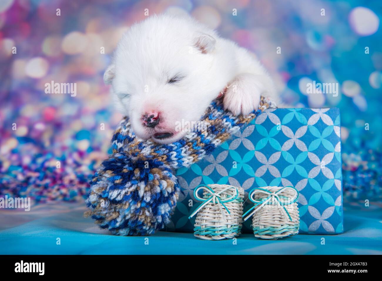 https://c8.alamy.com/comp/2GX47B3/white-fluffy-small-samoyed-puppy-dog-in-a-christmas-gift-box-2GX47B3.jpg