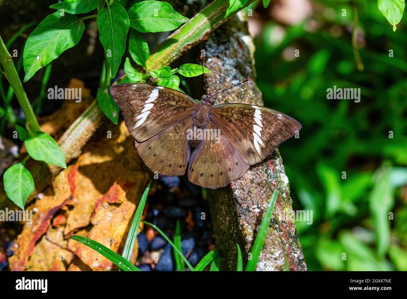butterfly hold on the wood with blurred nature background Stock Photo