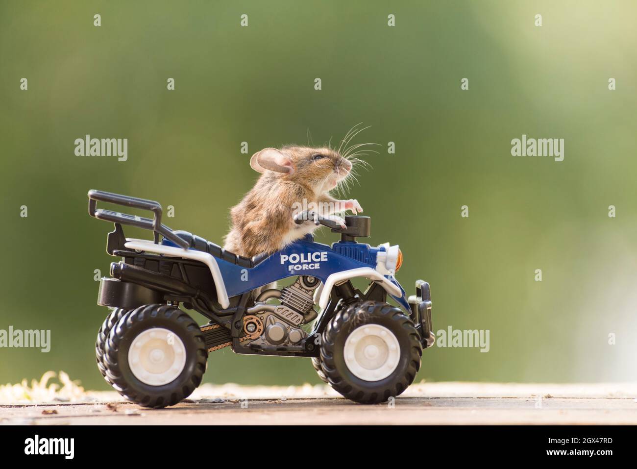 mouse sitting on a police bike Stock Photo