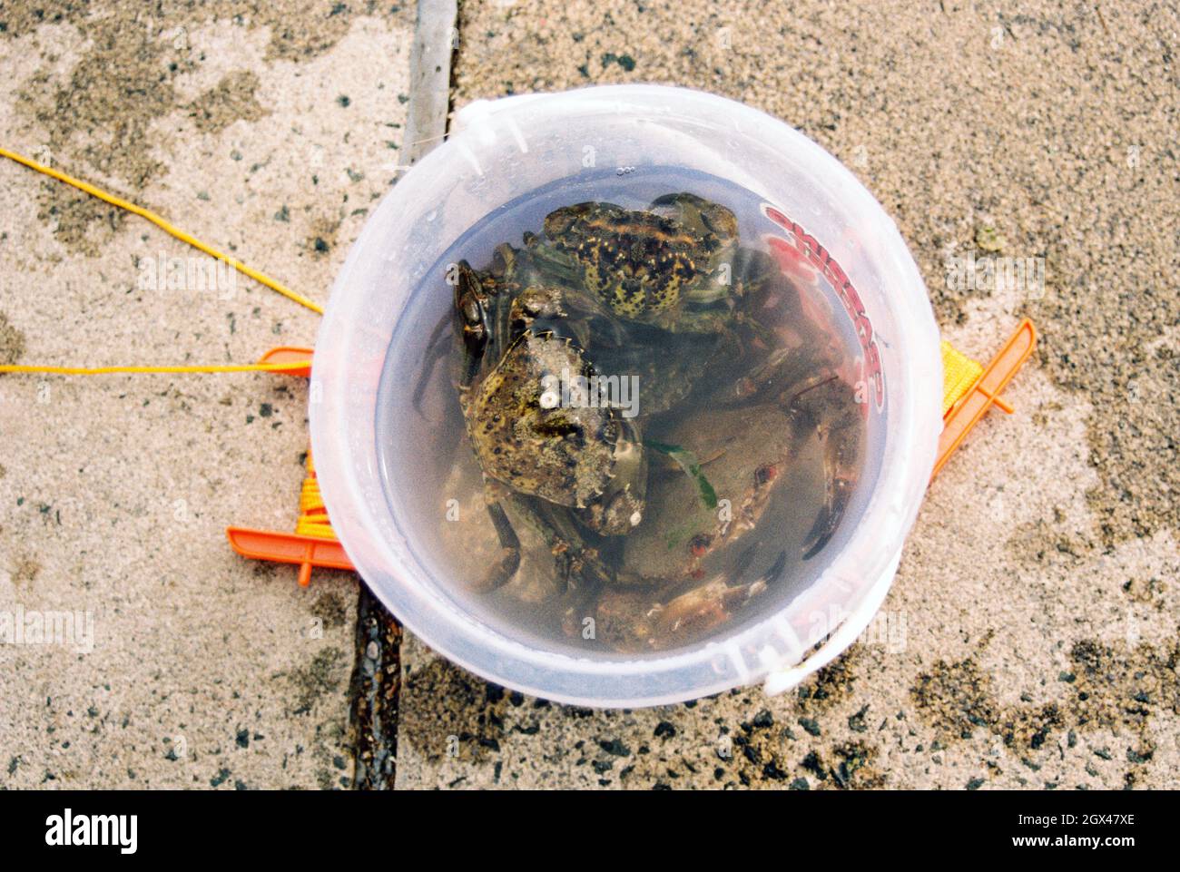 Bucket of crabs, Dartmouth, Devon, England, United Kingdom Stock Photo Alamy