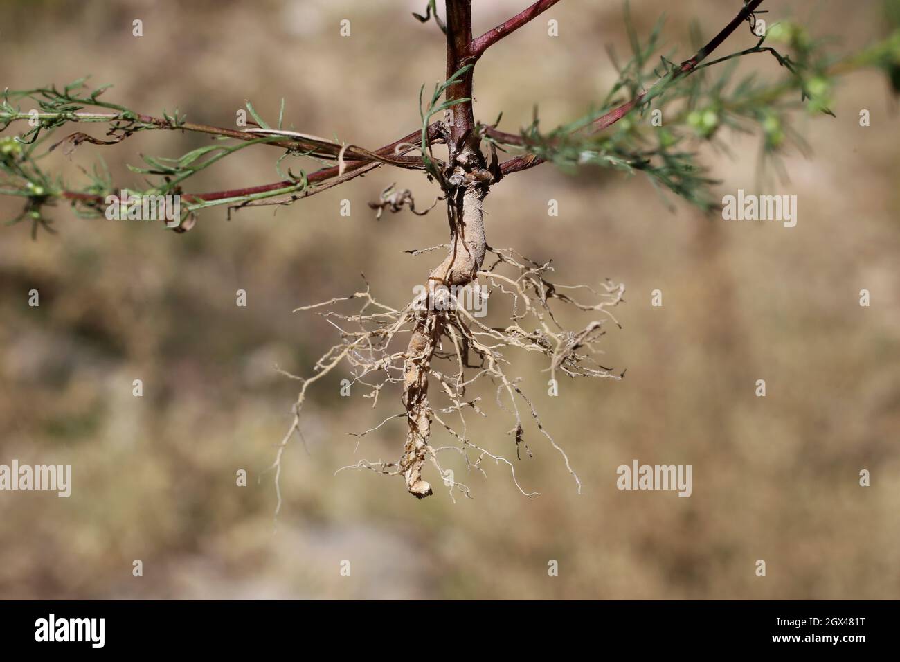 Artemisia scoparia, Compositae. Wild plant shot in summer. Stock Photo