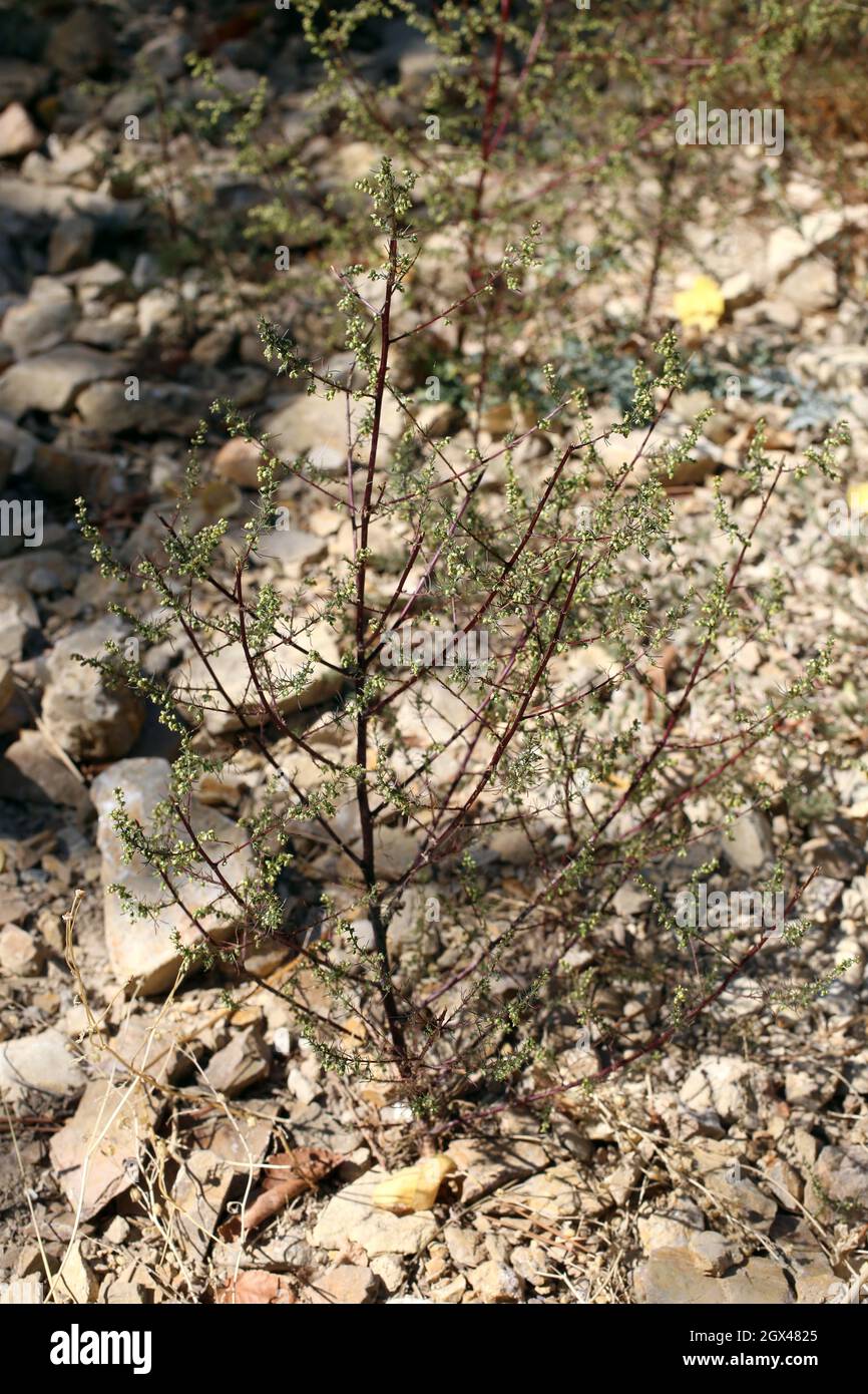 Artemisia scoparia, Compositae. Wild plant shot in summer. Stock Photo