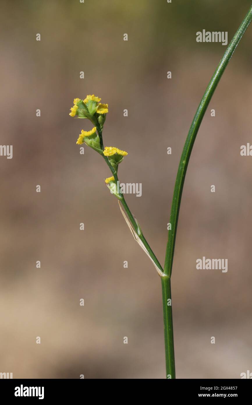 Bupleurum asperuloides, Apiaceae. Wild plant shot in summer. Stock Photo