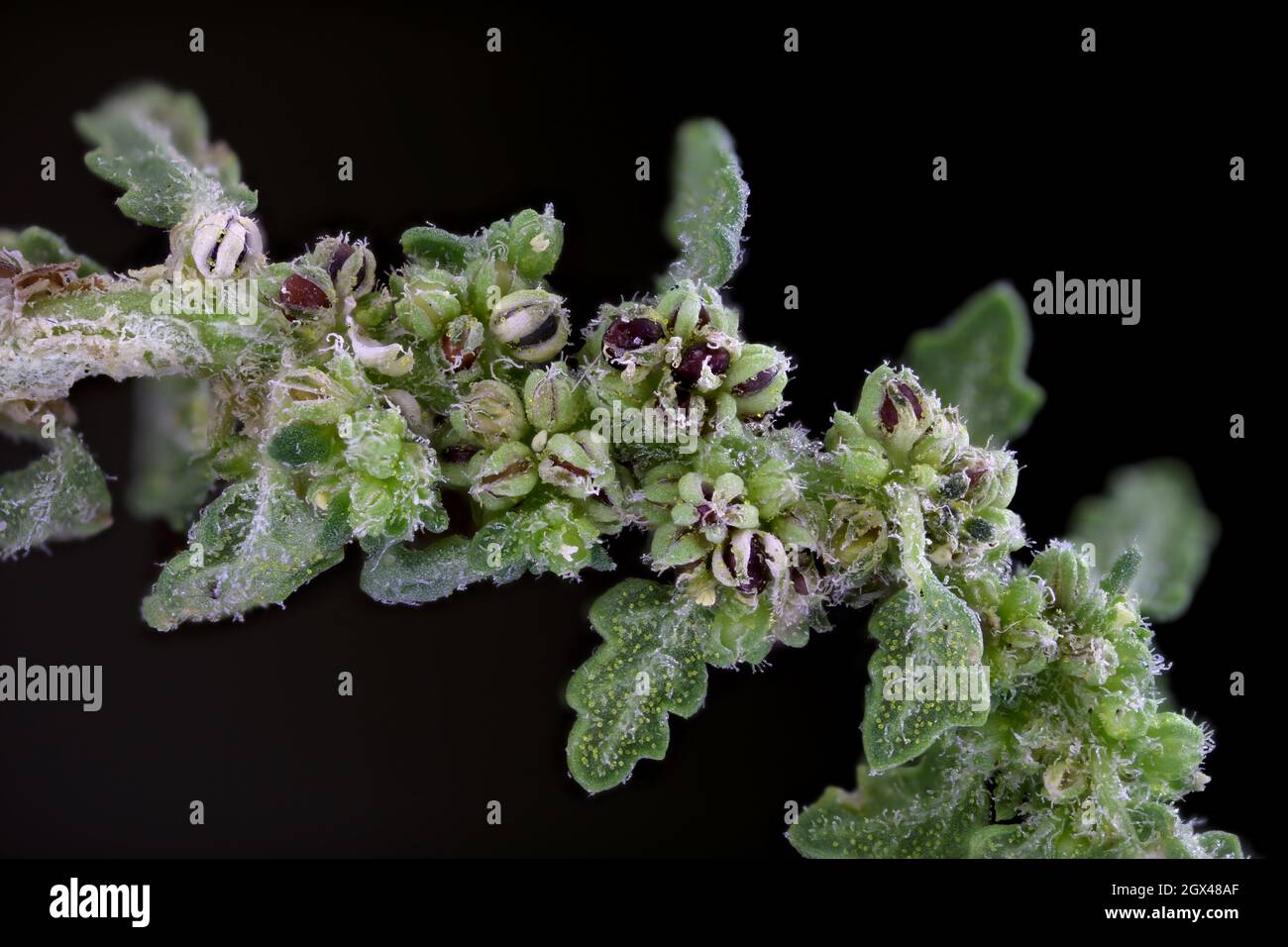 Dysphania pumilio, Chenopodium pumilio, Chenopodiaceae. Wild plant shot in summer. Stock Photo