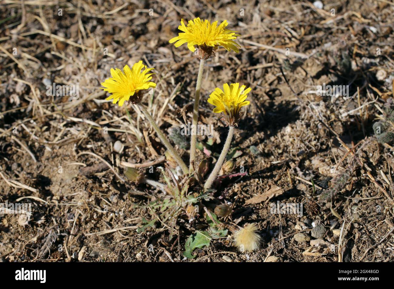 Taraxacum serotinum, Compositae. Wild plant shot in summer. Stock Photo