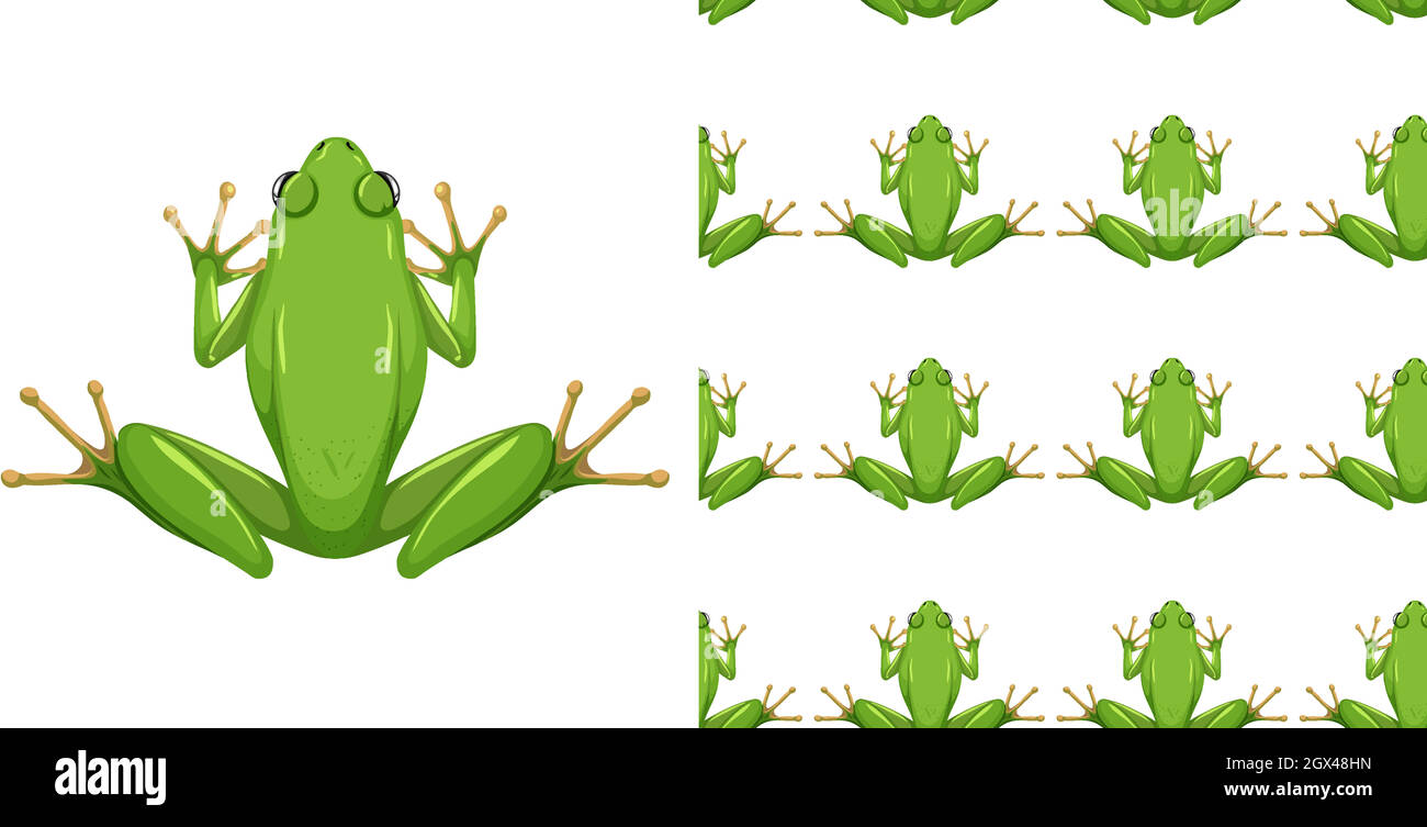 American green tree frog isolated on white background and seamless