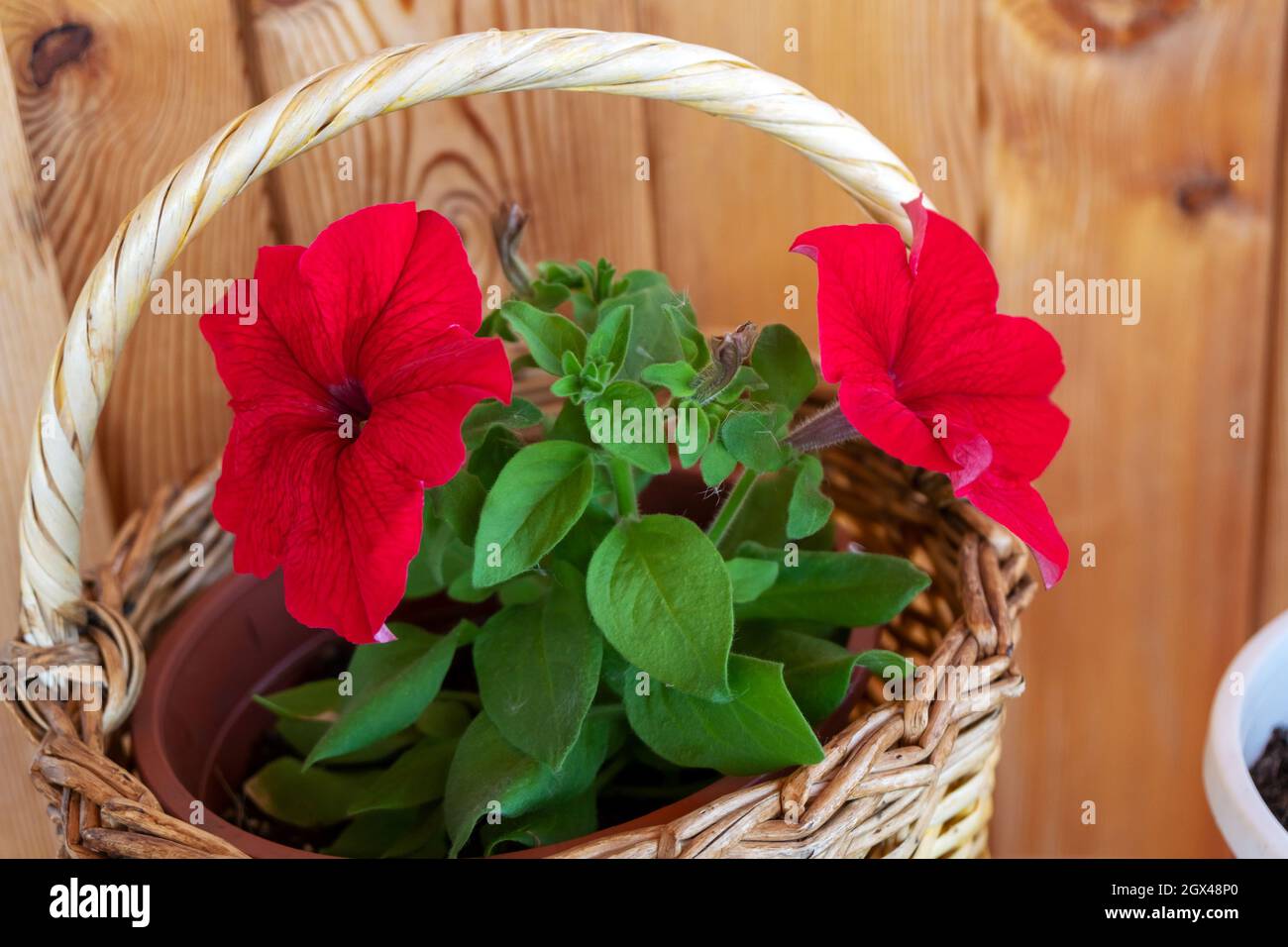Custom Petunia for Jill size 6.5