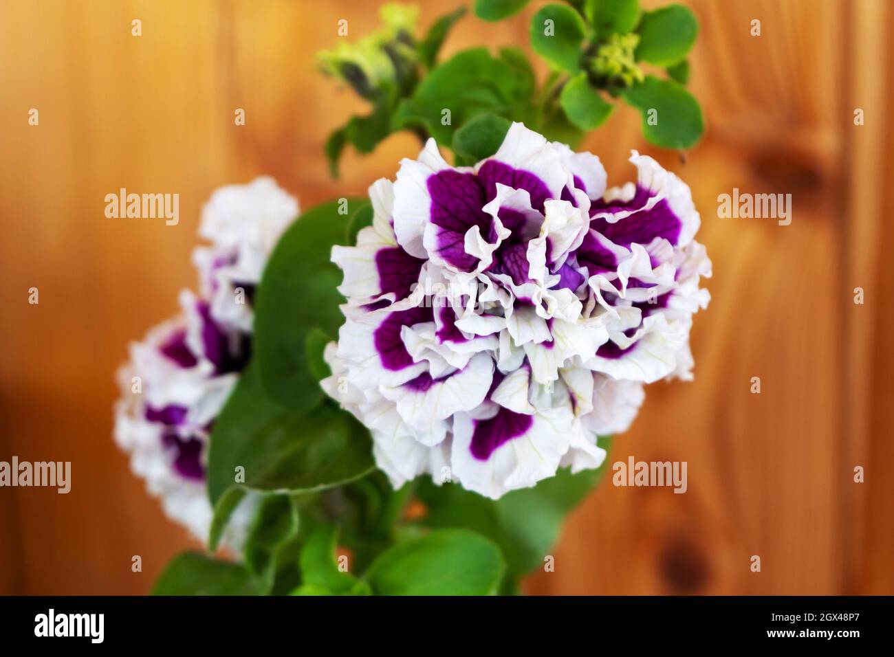 Terry petunia flower Pirouette parple F1 close-up on a wooden background. Stock Photo