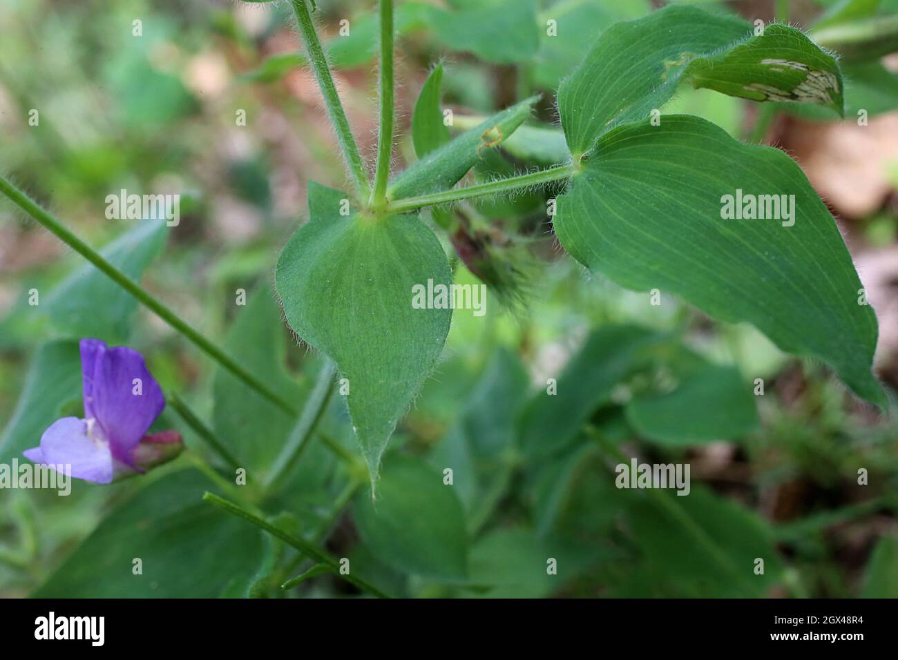 Lathyrus laxiflorus, Fabaceae. Wild plant shot in summer. Stock Photo