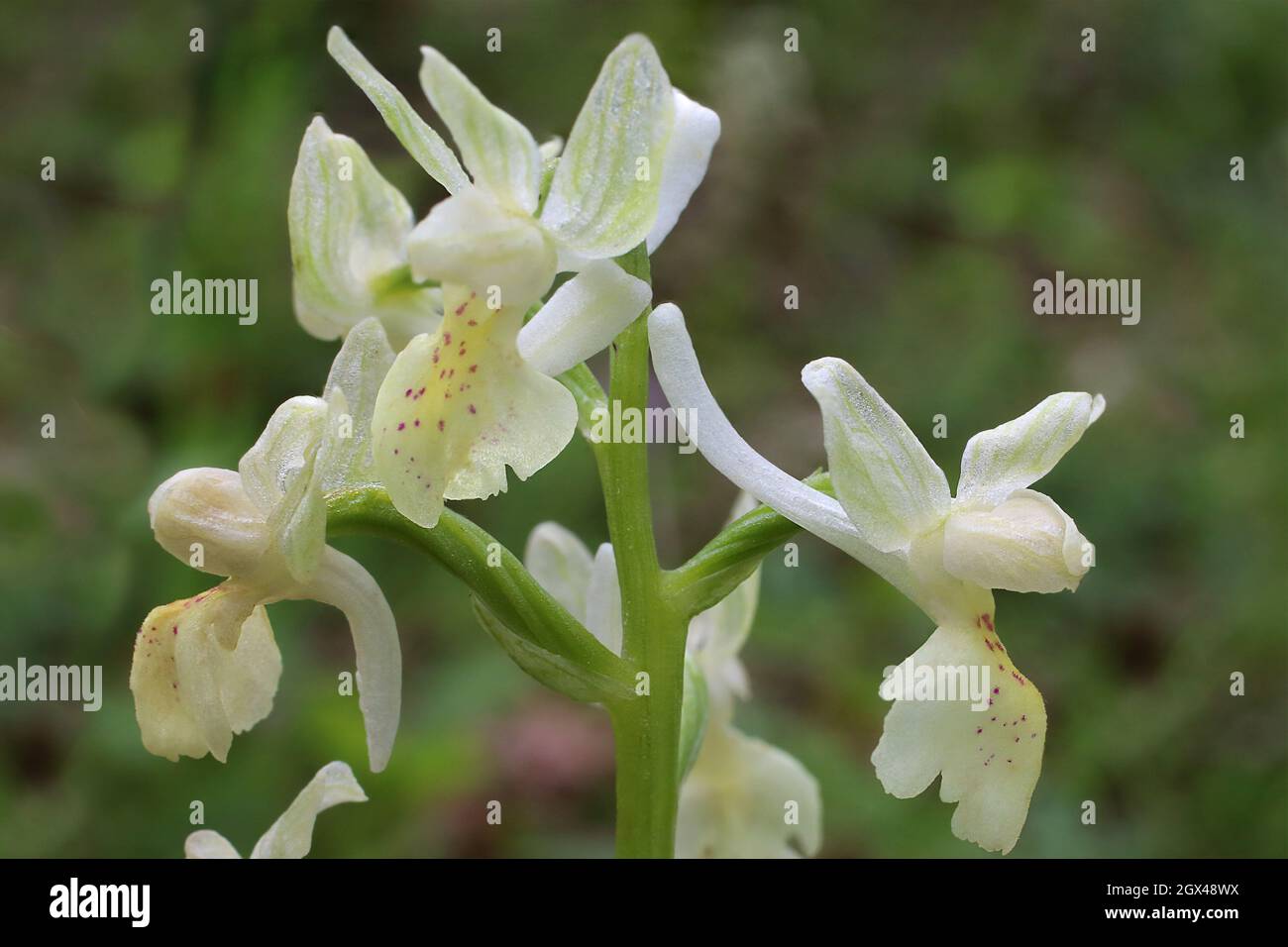Orchis provincialis, Provence Orchid, Orchidaceae. Wild plant shot in summer. Stock Photo