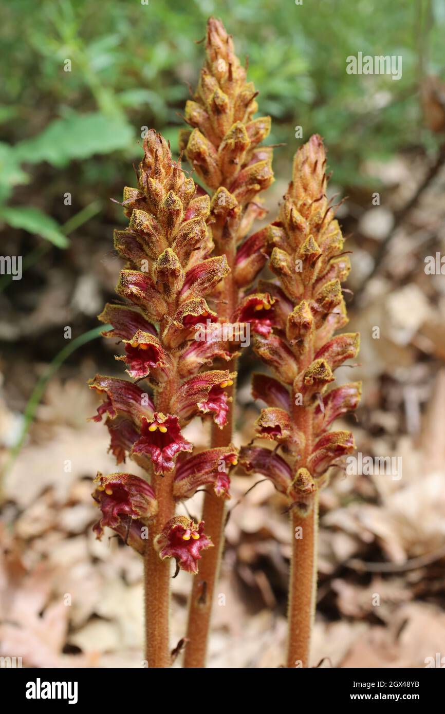 Orobanche gracilis, Slender Broomrape, Orobanchaceae.Wild plant shot in summer. Stock Photo