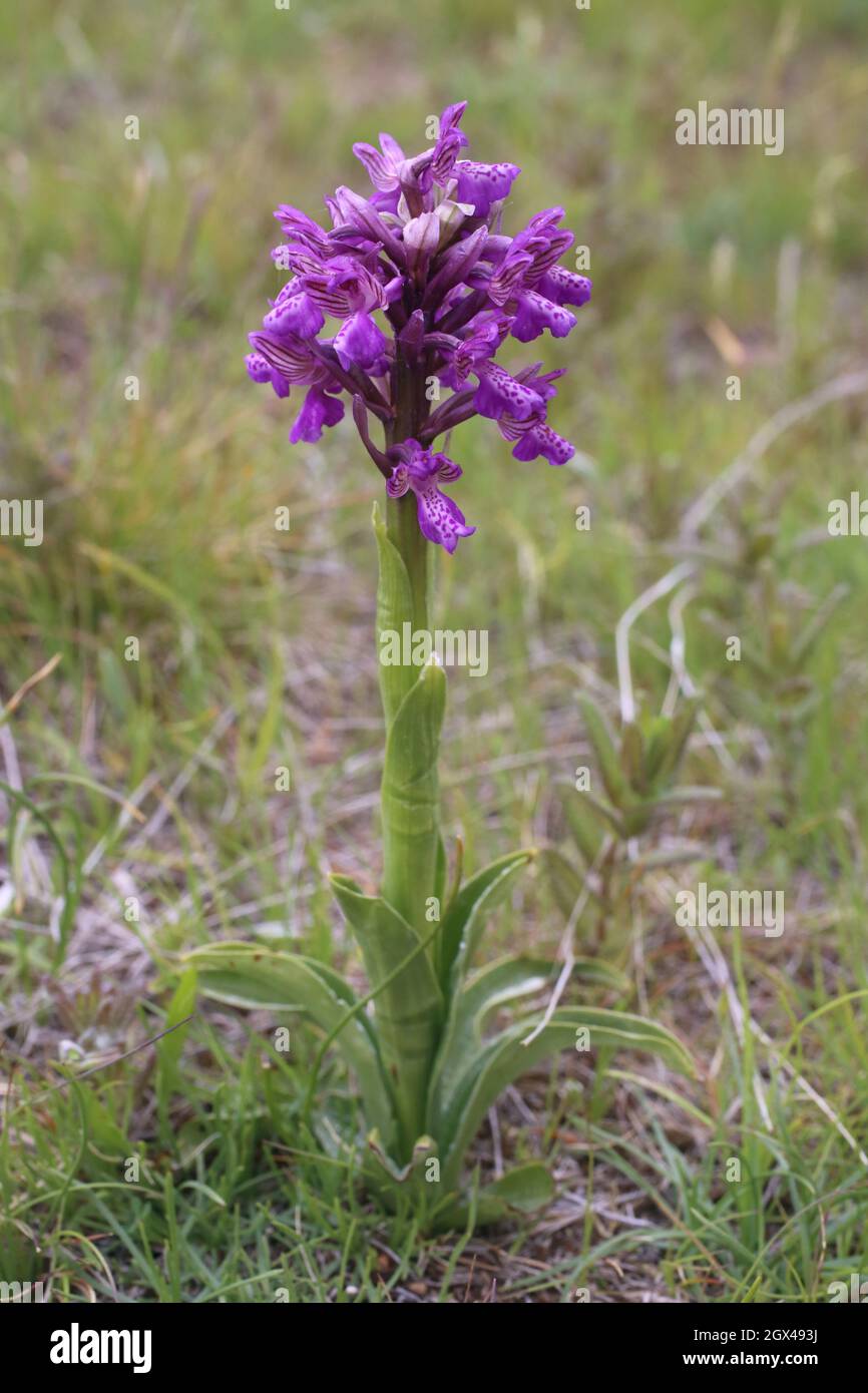 Anacamptis morio, Green-Winged Orchid, Orchidaceae. Wild plant shot in summer. Stock Photo
