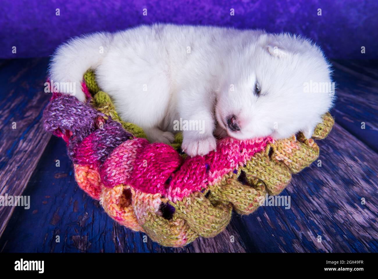 White fluffy small Samoyed puppy dog in a Christmas gift box Stock Photo