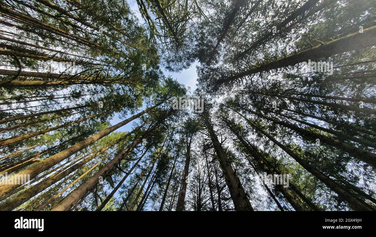 Low angle shot of pine trees Stock Photo - Alamy
