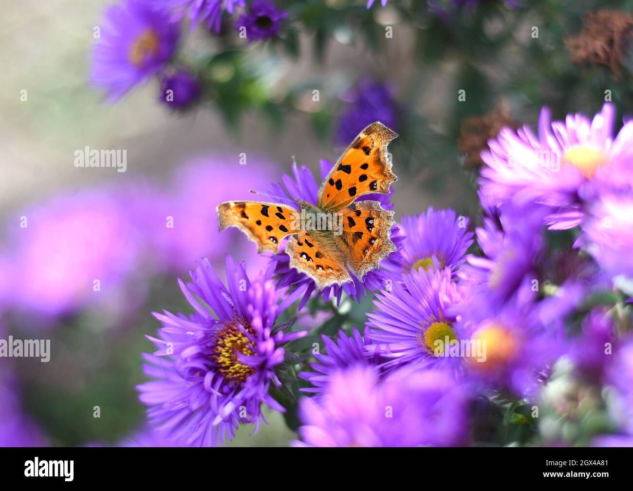The Comma or Polygonia c-album butterfly on Japanese aster (Kalimeris incisa) Stock Photo