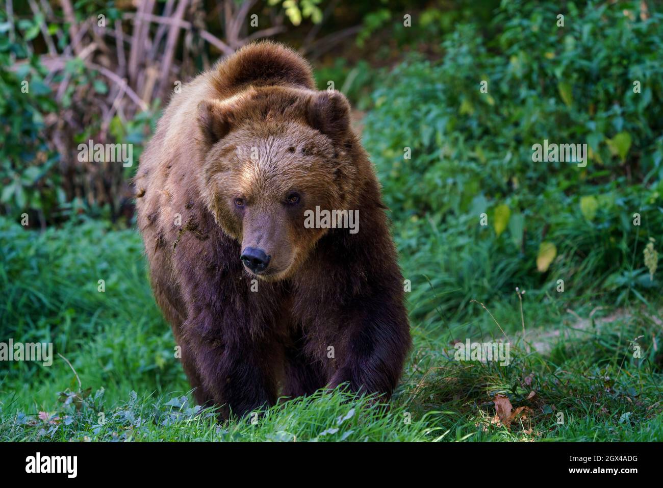 Brown bear in the forest. Kamchatka bear (Ursus arctos beringianus ...