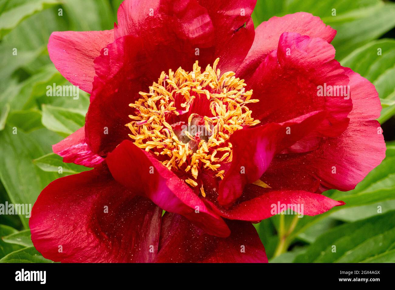 Red Peony Paeonia lactiflora Stock Photo