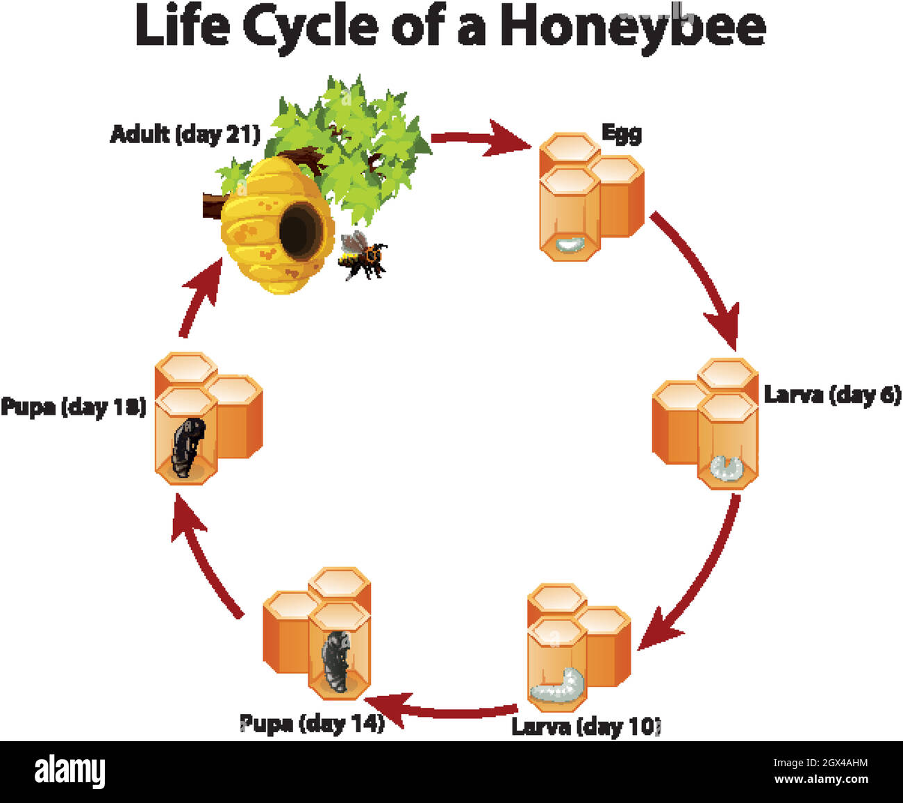 Diagram showing life cycle of honeybee Stock Vector