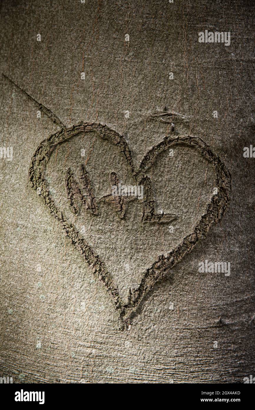 carved heart in the bark of a beech tree, Hagen, North Rhine-Westphalia, Germany.  Herz in einer Rinde einer Buche, Hagen, Nordrhein-Westfalen, Deutsc Stock Photo