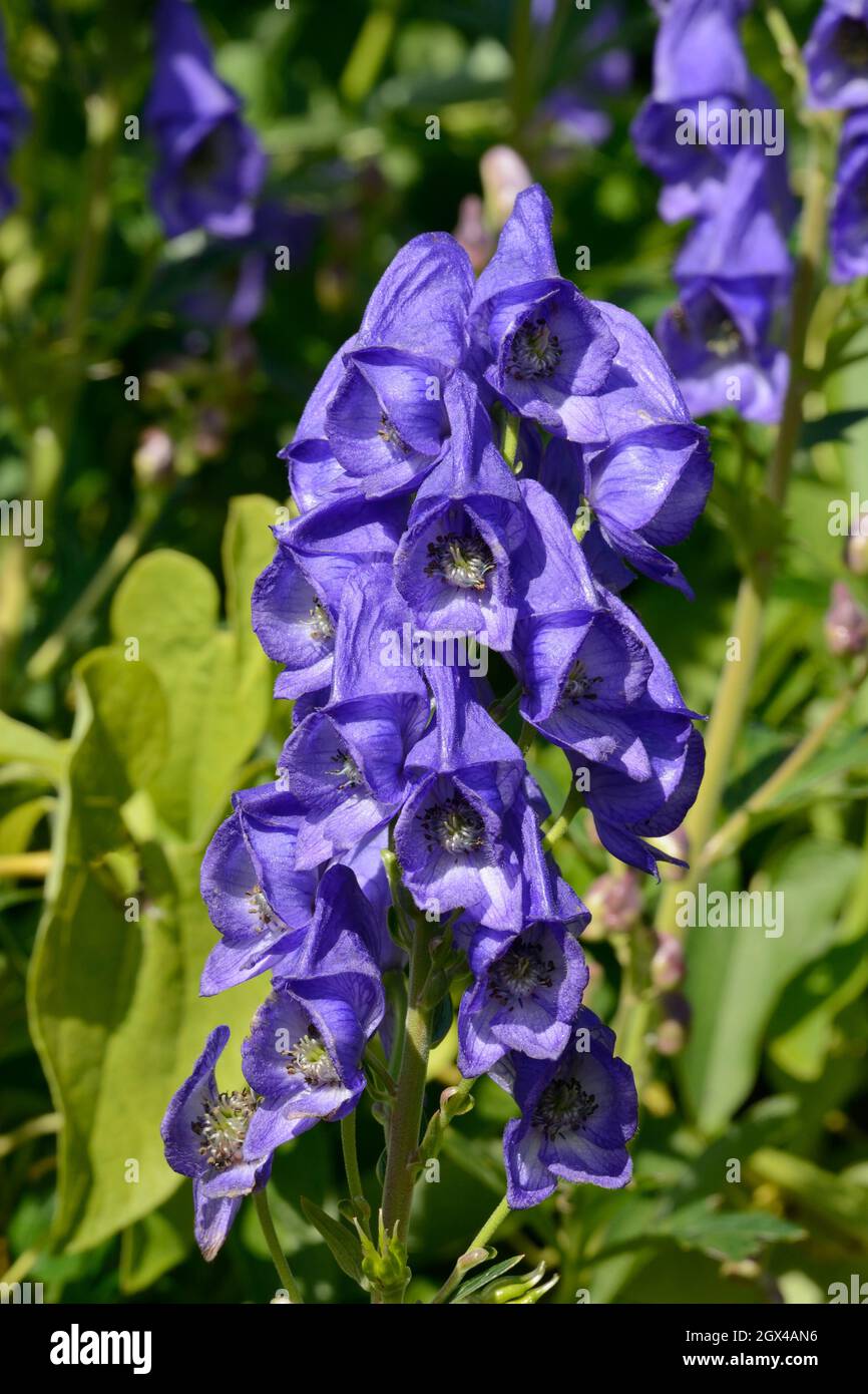 Aconitum carmichaelii blue Moonkshood flowers Stock Photo