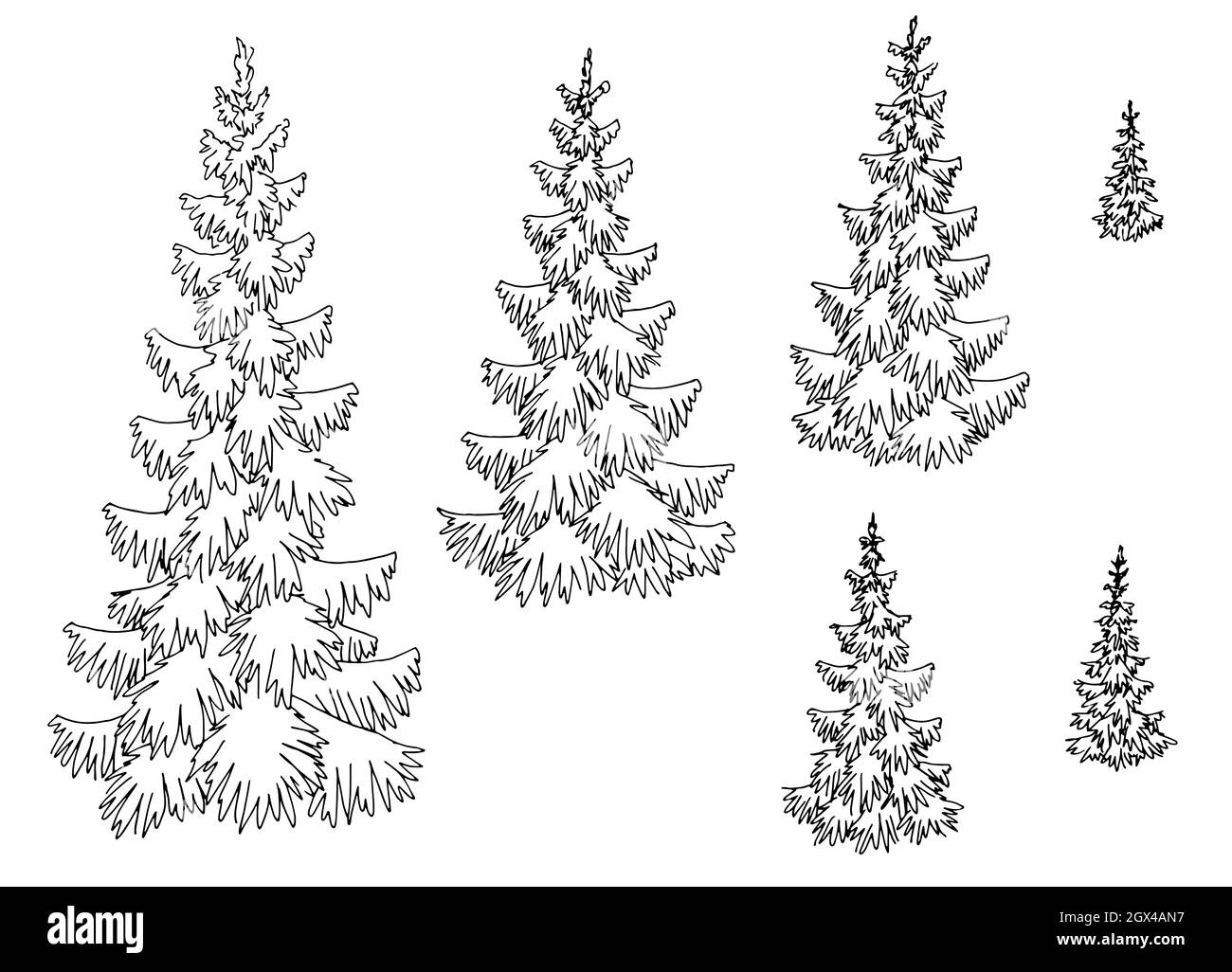 Fir tree set spruce graphic black white isolated sketch illustration ...